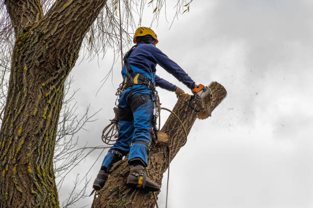 Best Affordable Tree Cutting  in USA